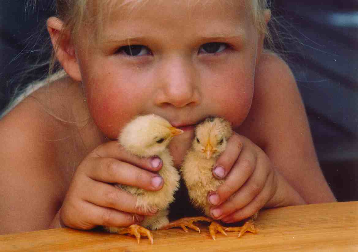 nyklekte kyllinger, Aarholt-tunet, www.bondegårdsferie.no