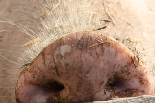 Burmabru_Aarholt-tunet