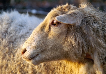 sau_Aarholt-tunet, leirskolen